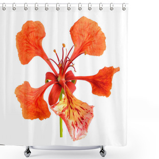 Personality  Red Peacock Flower Isolated On The White Background Shower Curtains