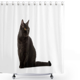 Personality  Cute Black British Shorthair Cat Looking Away Isolated On White Background  Shower Curtains
