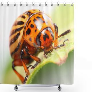 Personality  The Colorado Potato Beetle Shower Curtains