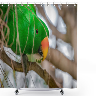 Personality  Portrait Of Male Eclectus Parrot (Eclectus Roratus) In The Trees. Shower Curtains