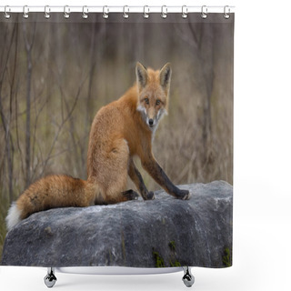 Personality  A Young Red Fox With A Bushy Tail On Top Of A Rock In Autumn In Ottawa, Ontario, Canada  Shower Curtains