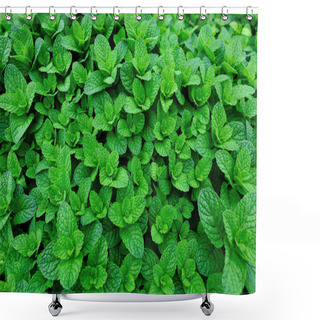 Personality  Green Mint Growing In Garden Shower Curtains