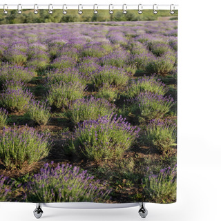 Personality  Meadow With Booming Lavender On Summer Day Shower Curtains