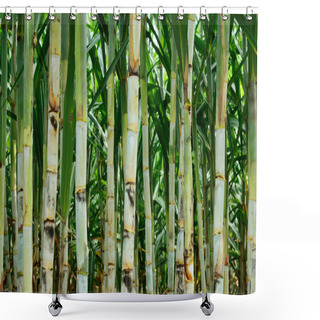 Personality  Small Sugar Cane Shower Curtains