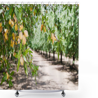 Personality  Almond Nuts Tree Farm Agriculture Food Production Orchard California Shower Curtains