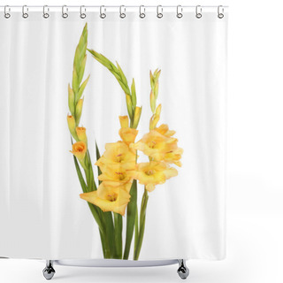 Personality  Pale Orange Gladioli Flowers Shower Curtains