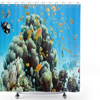 Personality  Coral Reef Scene - Panorama Shower Curtains