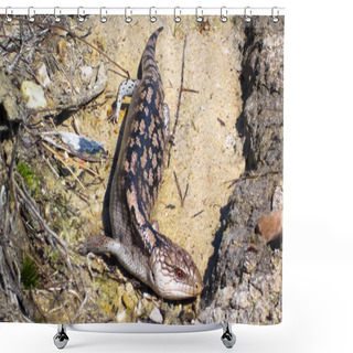 Personality  An Adult Blotched Blue-tongued Skink (Tiliqua Nigrolutea) In The Wilsons Promontory National Park, Victoria, Australia. Shower Curtains