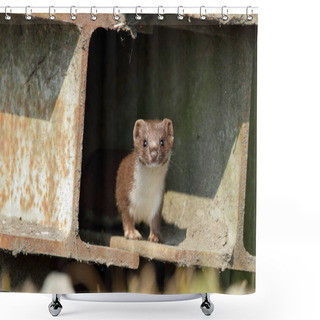 Personality  Weasel Comes Out The Shelter Shower Curtains