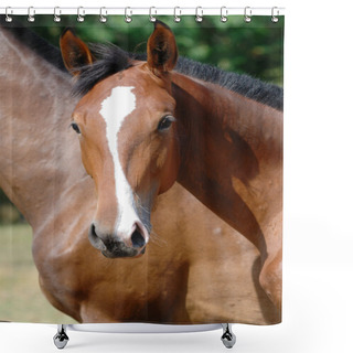 Personality  Young Thoroughbred Horse Shower Curtains