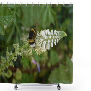 Personality  A Bumble Bee, Or Bombus Terrestris On A Mignonette Or Reseda Alba Flower Shower Curtains