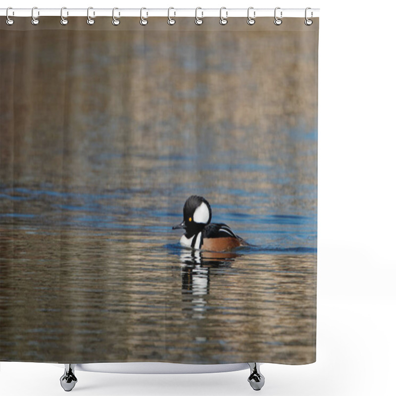 Personality  A Closeup Shot Of A Hooded Merganser Swimming In A Pond Shower Curtains