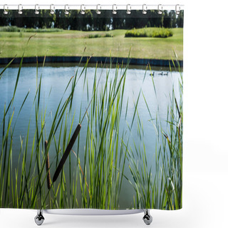Personality  Selective Focus Of Reeds Near Lake In Green Park  Shower Curtains