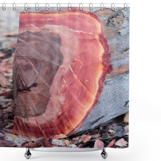 Personality  Close Up Of Stump Of Mahogany Shower Curtains