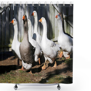 Personality  A Flock Of Domestic White Geese Walk Across A Rural Poultry Yard Shower Curtains