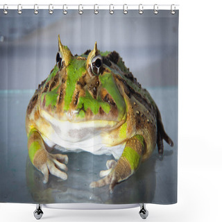 Personality  The Brazilian Horned Frog Isolated On White Shower Curtains