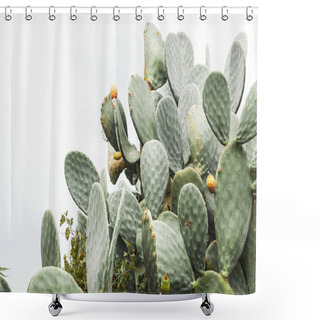 Personality  Green Prickly Pear Cactus With Spikes In Italy  Shower Curtains