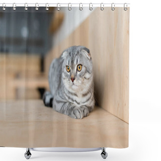 Personality  Scottish Fold Cat Shower Curtains