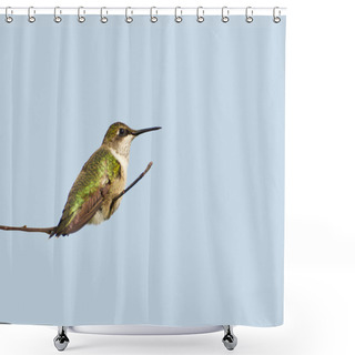 Personality  Little Male Hummingbird Perched. Shower Curtains