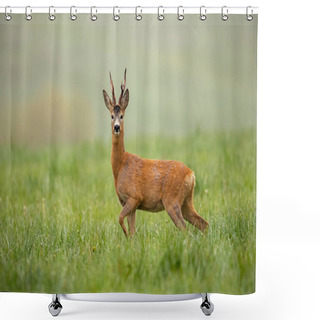 Personality  Roe Deer, Capreolus Capreolus, Buck Watching Alerted With Leg Lifted Shower Curtains