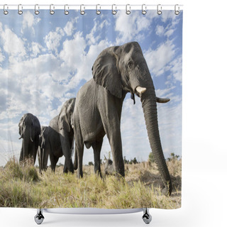 Personality  Bottom View Of Elephants Walking On Meadow Shower Curtains