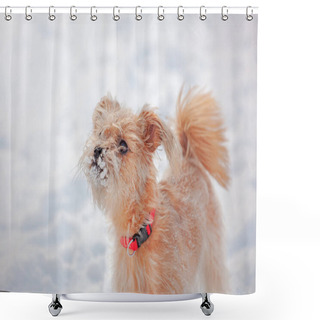 Personality  Funny, Shaggy, Ginger Puppy In The Snow, Clumps Of Snow Stuck To The Coat, The First Snow Shower Curtains