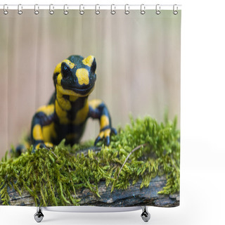 Personality  Fire Salamander Shower Curtains