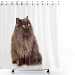 Personality  Adorable Persan Cat Looking Up Shower Curtains