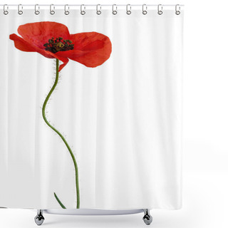 Personality  Poppy Flower Isolated On White Background Shower Curtains