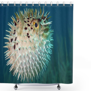 Personality  Blowfish Or Diodon Holocanthus Underwater In Ocean Shower Curtains