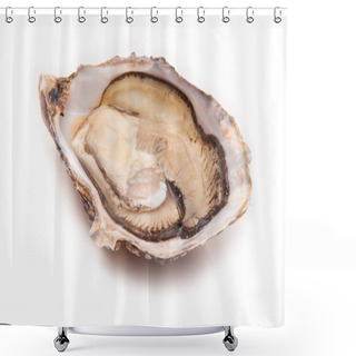 Personality  Large Raw Oyster Shower Curtains