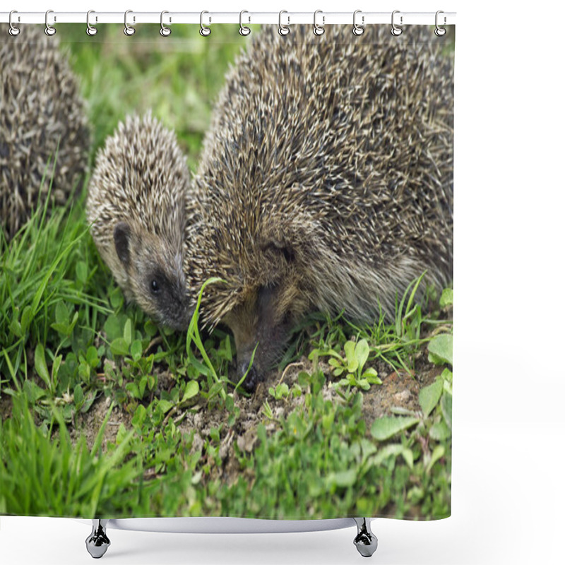 Personality  European Hedgehog, erinaceus europaeus, Female with Baby, Normandy in France   shower curtains
