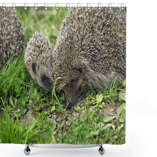 Personality  European Hedgehog, Erinaceus Europaeus, Female With Baby, Normandy In France   Shower Curtains