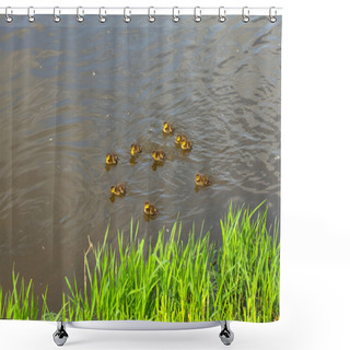 Personality  Duck With Ducklings Swimming In The Water Shower Curtains