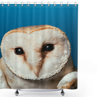Personality  Fluffy Wild Barn Owl Muzzle Isolated On Blue Shower Curtains
