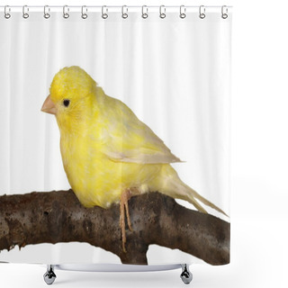 Personality  Yellow Canary Serinus Canaria On White Background Shower Curtains