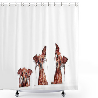 Personality  Three Funny Little Wet Dogs In The Bathroom. Dogs Take A Shower. Russian Long-haired Toy Terrier (Canis Lupus Familiaris). Shower Curtains
