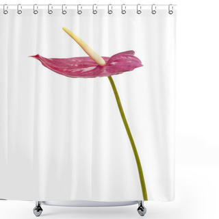 Personality  Dull Magenta Anthurium Shower Curtains