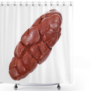 Personality  Beef Kidney.Isolated. Shower Curtains
