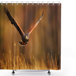 Personality  Flying Bird Of Prey Shower Curtains