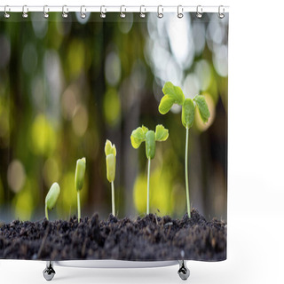 Personality  Saplings Are Growing From Fertile Soil, Including The Evolution Of Plant Growth From Seeds To Saplings. Concept Of Ecology And Agriculture. Shower Curtains