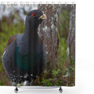 Personality  Male Of Capercaillie In Early Spring Forest. The Western Capercaillie. Scientific Name: Tetrao Urogallus. Wood Grouse, Heather Cock Or Capercaillie During The Courting Season. Shower Curtains