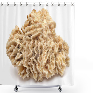 Personality  Collection Coral Isolated On White Background. Creative Concept, Shower Curtains