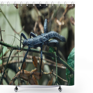 Personality  Thorny Devil Stick Insect (Eurycantha Calcarata). Shower Curtains