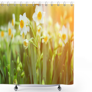 Personality  Narcissus Field On Sunny Day Shower Curtains