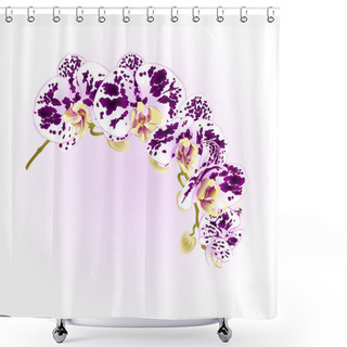 Personality  Beautiful Isolated Phalaenopsis Orchid Spotted White And Purple Stem With Flowers And  Buds   Vintage  Vector Closeup Editable Illustration Shower Curtains