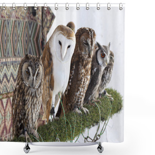 Personality  Group Of Different Owl Races Shower Curtains