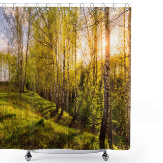 Personality  Sunset Or Dawn In A Spring Birch Forest With Bright Young Foliage Glowing In The Rays Of The Sun And Shadows From Trees. Shower Curtains