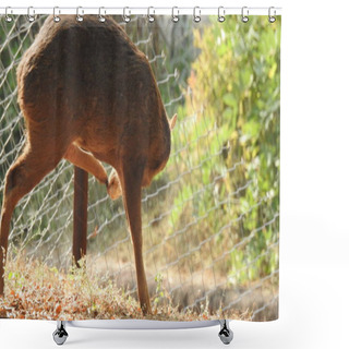 Personality  Noble Deer Male In Winter Snow Forest Beautiful Fallow Deer In Winter Outdoors. Fighting With Their Horns.  Fighting In Forest Towards Each Other. Close Up Red Deer Stag In Forest, Single Noble Deer With Big Beautiful Horns On Snowy Field, Roe Deer Shower Curtains