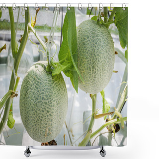 Personality  Cantaloupe Melons Growing In A Greenhouse Shower Curtains
